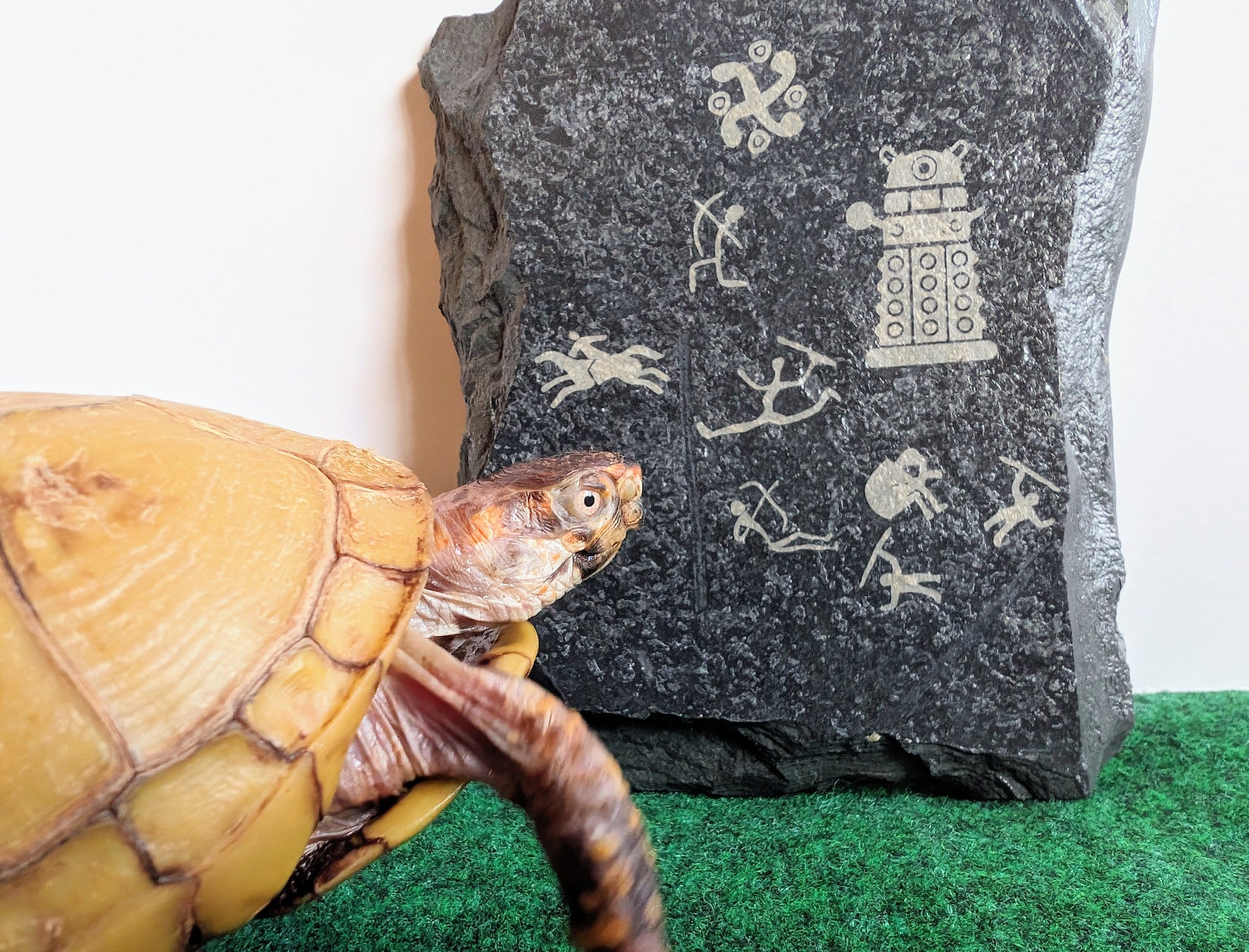 Turtle looks at Dalek rock art, slate